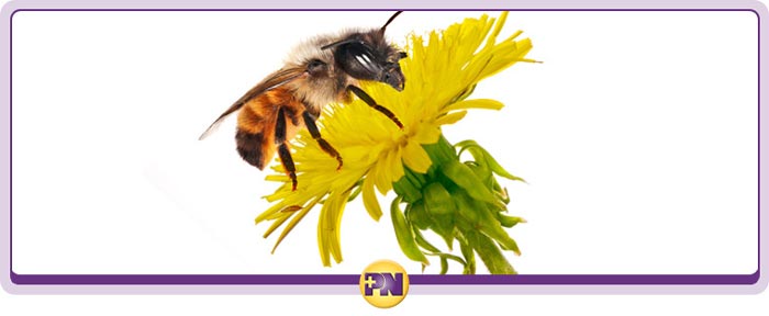 Urgent Care for Allergy Management Near Me in Rockville, MD Urgent Care for Allergy Management Near Me in Rockville, MD