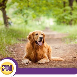 Pet Allergies at Physicians Now Urgent Care in Rockville, MD Pet Allergies at Physicians Now Urgent Care in Rockville, MD